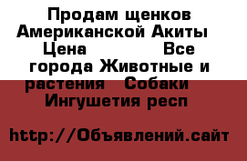 Продам щенков Американской Акиты › Цена ­ 25 000 - Все города Животные и растения » Собаки   . Ингушетия респ.